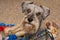 Playful miniature schnauzer dog indoors
