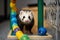 A playful and mischievous ferret playing with toys, scampering around and having fun. Generative AI
