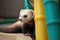 A playful and mischievous ferret playing with toys, scampering around and having fun. Generative AI