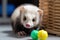 A playful and mischievous ferret playing with toys, scampering around and having fun. Generative AI