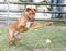 A playful mixed breed dog jumping to catch a ball