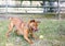 A playful mixed breed dog jumping to catch a ball