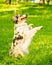 Playful mixed breed dog sitting in begging position with tongue out during walk with owner in field