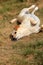 Playful mixed breed puppy rolling around on lawn