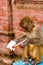 Playful monkey at Monkey temple Swayambhunath Stupa complex, Kathmandu, Nepal.