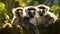 playful monkeys and curious lemurs