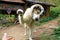 Playful Mountain dog extending his paws