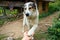 Playful Mountain dog extending his paws