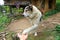 Playful Mountain dog extending his paws