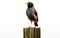 Playful Myna on White Background