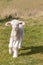 Playful newborn lamb jumping on grassy meadow