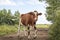 Playful oncoming cow. Young red pied cow walks with swinging tail on a milk path under a blue sky and a distant horizon