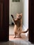 Playful orange cat. Adorable ginger cat playing in home. Generative AI
