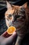 Playful Orange Cat Enjoying a Treat from a Human Hand. Perfect for Pet Lovers.