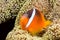 Playful orange clownfish