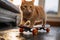 Playful orange tabby cat balances on a mini penny board