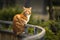 Playful orange tabby cat perched on top of a wooden fence railing