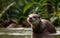 Playful Otter Diving and Splashing in the Crystal-Clear Lake