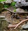 Playful Otters