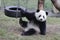Playful Panda Cub in Chongqing, China