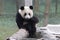Playful Panda Cubs in Chongqing, China