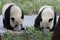 Playful Panda Cubs in Chongqing, China