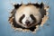 Playful panda peeks through torn wall, framing empty copy space