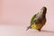 Playful parrot plays with a pen on a pink background.