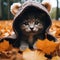 Playful Paws in Bear Disguise, Adorable Kitten Steals Hearts with Cute Bear Costume