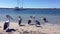 Playful Pelicans on the beach on a sunny afternoon with blue skies, sparkling water and luxury yachts