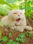 A Playful Persian Cat Yawning in The Garden