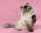 Playful persian seal tortie colorpoint cat