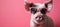 Playful pig in sunglasses on pastel background with copy space, animal humor concept