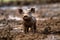 Playful Piglet Covered in Mud Farm Adventure. AI