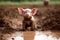 Playful Piglet Covered in Mud Farm Adventure. AI