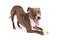 Playful Pit Bull Dog Wth Ball Bowing