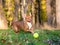 A playful Pit Bull Terrier mixed breed dog chasing a ball