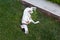 Playful Pointer mixed with Dalmatian dog lying on the lawn lies belly to the top