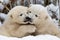 playful polar bear cubs wrestling each other in the snow