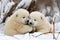 playful polar bear cubs wrestling each other in the snow