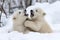 playful polar bear cubs wrestling each other in the snow