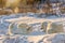 Playful polar bears in northern Canada.