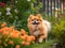 The Playful Pomeranian in a Garden