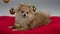 A playful Pomeranian pygmy spitz lies on a red blanket and plays with a Christmas tree ball. The dog in the studio on a