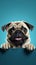 Playful pug on blue background with banner for text placement.