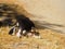 Playful puppies, young black white dogs playing on the ground by street