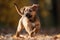 playful puppy chasing its tail, spinning and jumping in the air