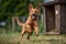 playful puppy chasing its tail, spinning and jumping in the air