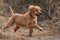 playful puppy chasing its tail, spinning and jumping in the air