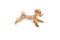 Playful puppy, little Maltipoo dog running, playing isolated over white background. Concept of care, animal life, health